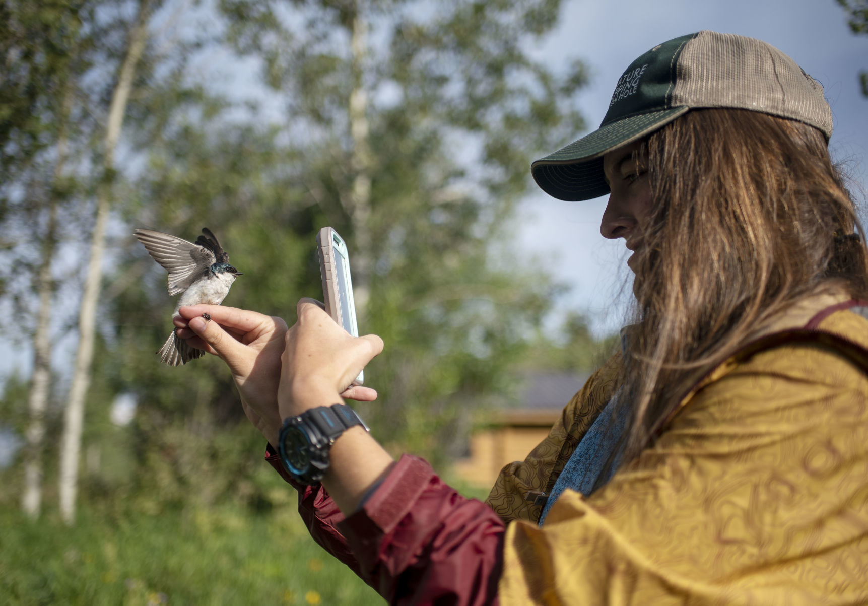 Bird banding
